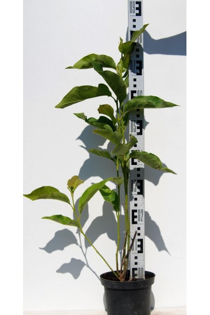 Магнолия Хевен Сцент саженец 60-80 см