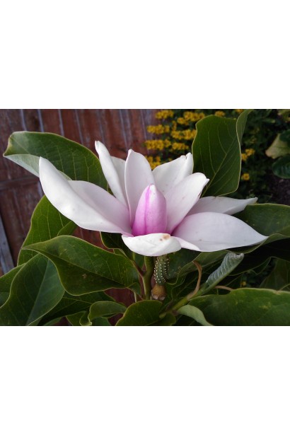 Магнолия Хевен Сцент широко раскрытый цветок во время цветения.