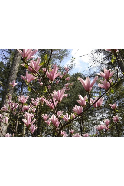 Магнолия гибридная Хевен Сцент