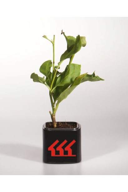 Магнолия гибридная Хевен Сцент контейнер Р9