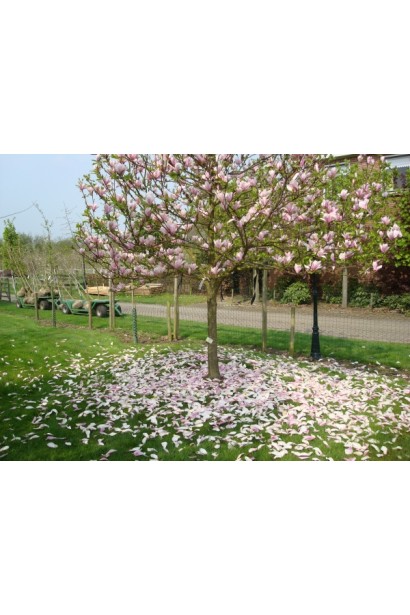 Magnolia hibrida Heaven Scent