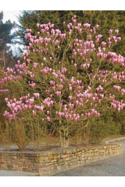 Дерево магнолии Heaven Scent во время цветения