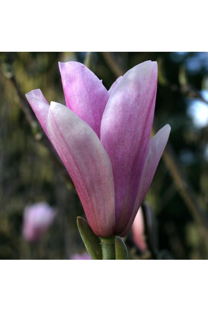 Магнолия гибридная Хевен Сент розовая