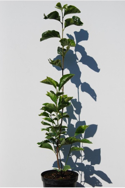 Магнолія лілієцвіта Нігра саджанець в горщику