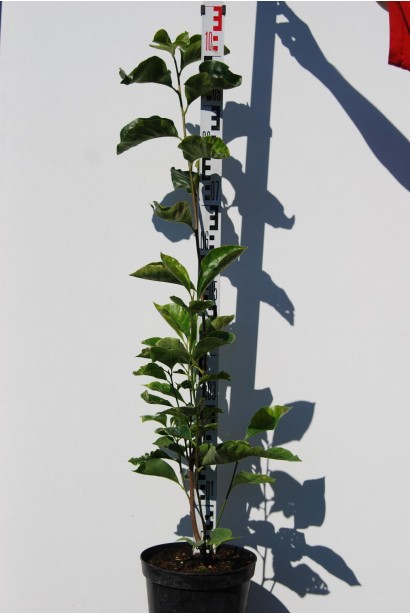 Магнолія лілієцвіта Нігра контейнер 5 л висота 80-100 см