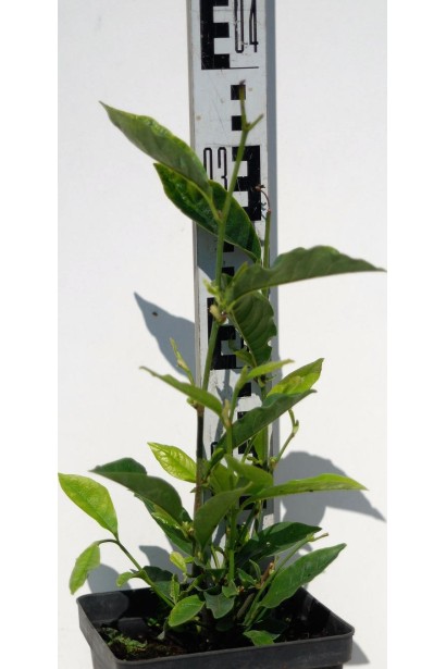 Магнолія лілієцвіта Нігра в контейнері 3 л 30-40 см