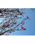 Магнолия лилиецветная Нигра | Магнолія лілієквіткова Нігра | Magnolia liliiflora Nigra
