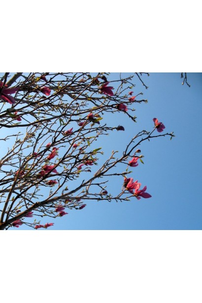 Магнолія лілієцвітна Nigra