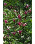 Магнолия лилиецветная Нигра | Магнолія лілієквіткова Нігра | Magnolia liliiflora Nigra