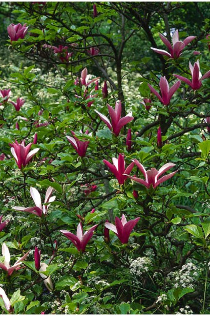 Магнолія лілієквіткова Нігра рясне цвітіння