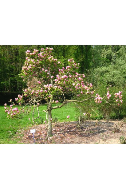 Магнолія червона Нігра невисоке дерево