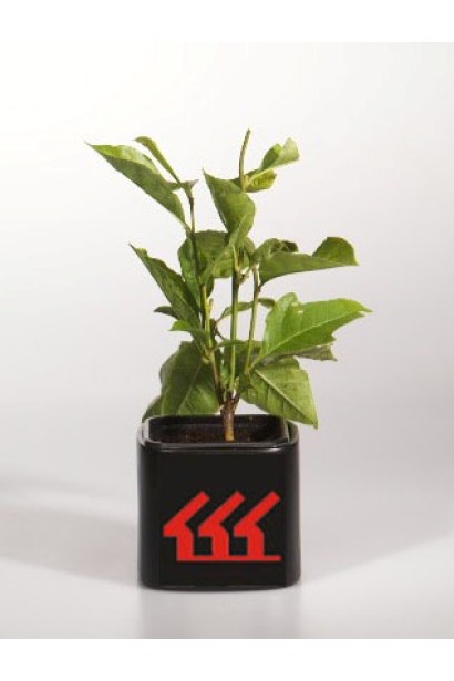 Магнолія лілієцвіта Нігра контейнер Р9