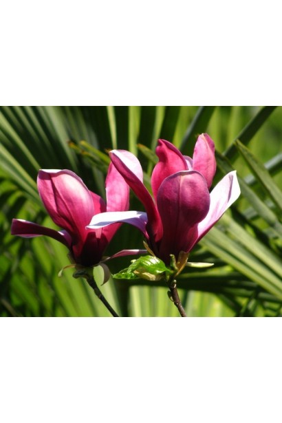 Магнолія тюльпанна Нігра квіти насиченого пурпурного кольору