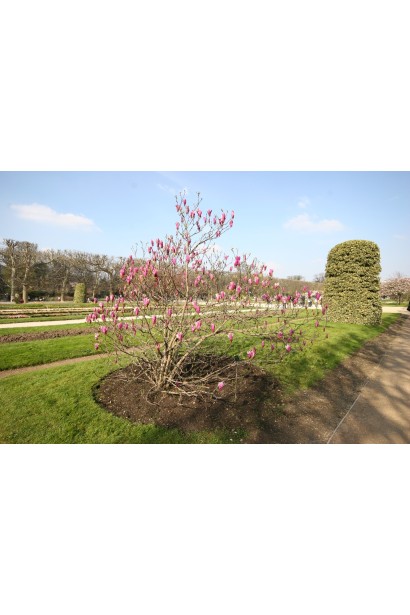 Магнолія лілієцвіта Нігра