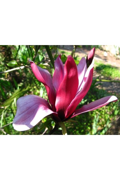 Магнолія лілієцвіта Нігра рубіново-червона квітка зовні