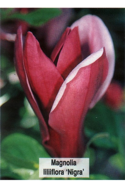 Magnolia liliiflora Nigra