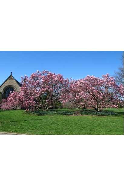 Магнолия Суланжа Ленней в ландшафте