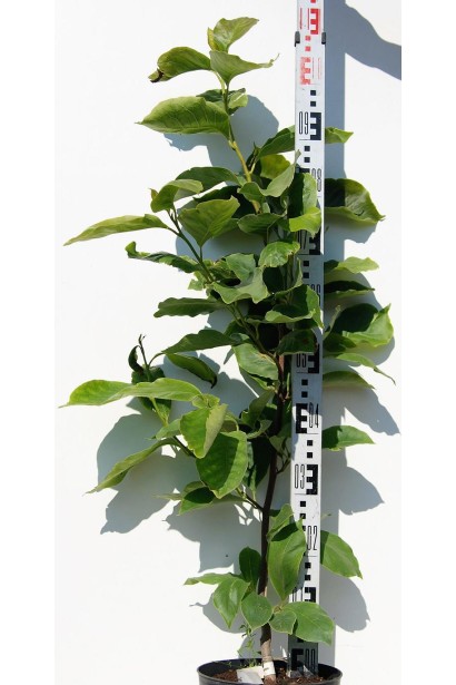 Магнолия Суланжа Ленней саженец в горшке 90-110 см