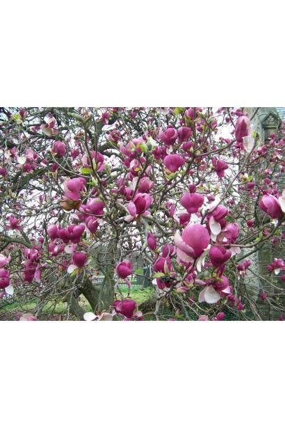 Магнолия Суланжа Ленней темно-пурпурные выпуклые бутоны