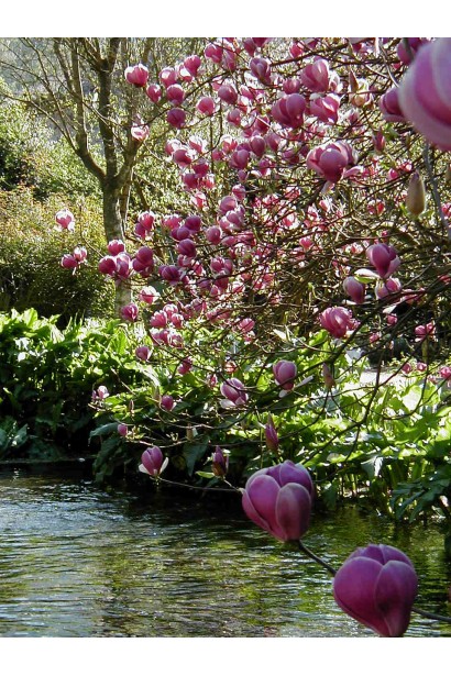 Magnolia soulangeana Lennei