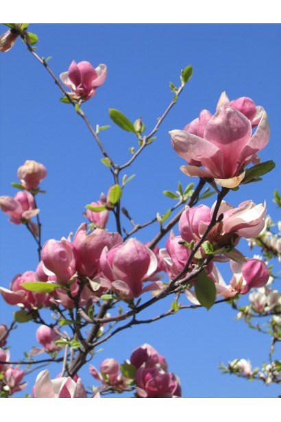 Магнолия Суланжа Ленней 