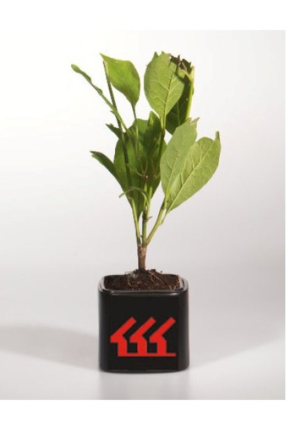 Магнолия Суланжа Ленный контейнер Р9