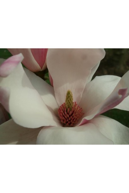 Магнолия Суланжа Ленней белые цветы внутри.