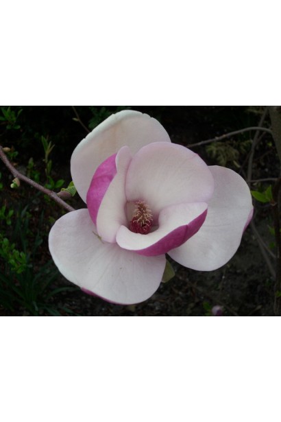 Магнолия Суланжа Ленный бутон