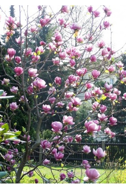 Магнолия Суланжа Ленней обильное розовое цветение