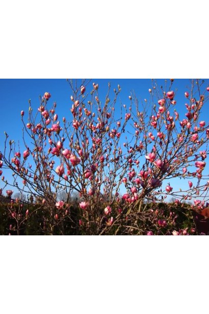 Магнолія Суланжа Рустіка Рубра