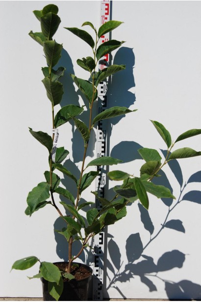 Магнолія Рустіка Рубра саджанець С5 100-130 см