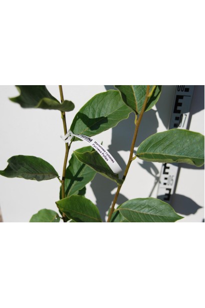 Магнолія Сулянжа Рустіка Рубра