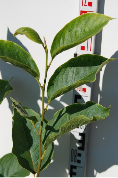 Магнолія Рустіка Рубра насичено-зелене листя