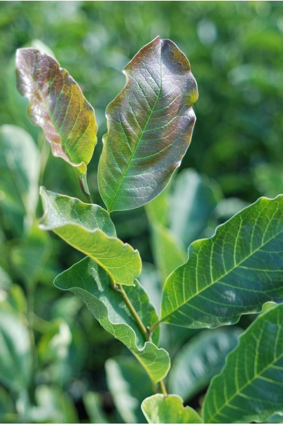 Магнолія сулянжа Rustica Rubra