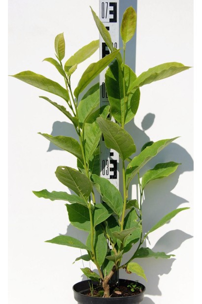 Магнолія Суланжа Рустіка Рубра в горщику 3 л 50-70 см