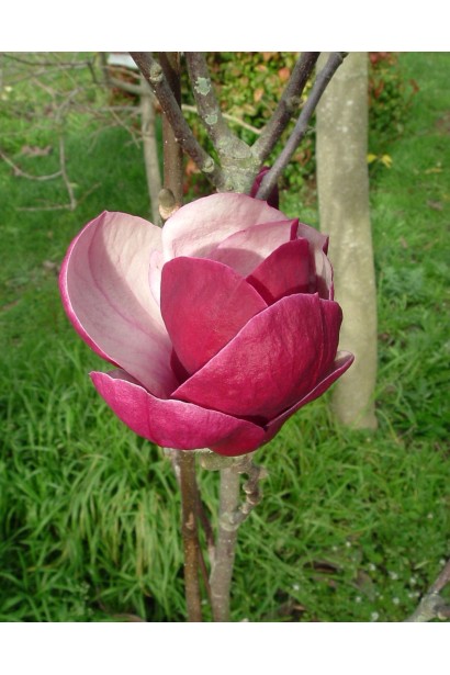 Magnolia soulangeana Rustica Rubra