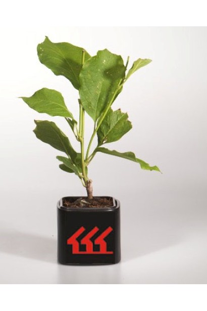 Магнолія Суланжа Рустіка Рубра контейнер Р9