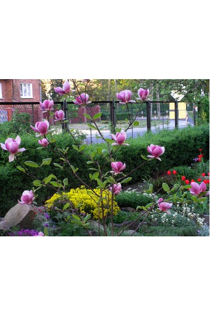 Магнолія Суланжа Рустіка Рубра в ландшафті