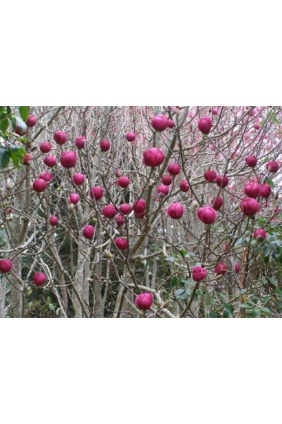 Магнолія Рустіка Рубра округлі келихоподібні пурпурові квіти