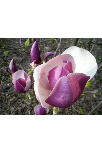 Магнолія Суланжа Рустіка Рубра