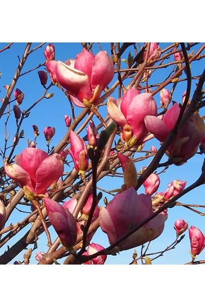 Магнолія Суланжа Рустіка Рубра фіолетово-червона