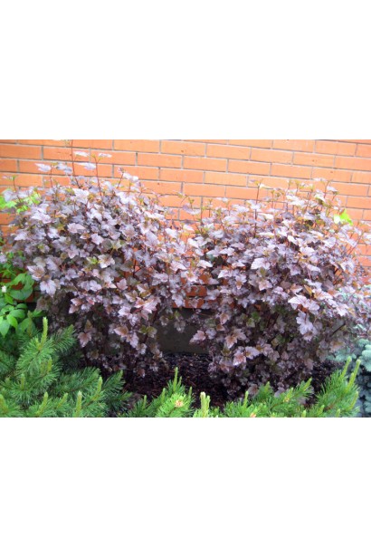 Physocarpus opulifolius Monlo