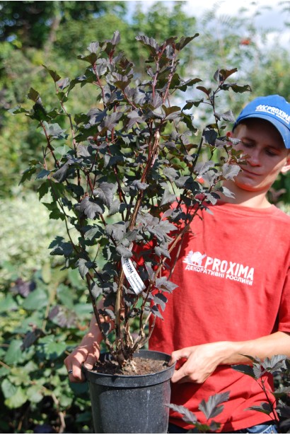 Саджанець пухироплідника Діаболо з насичено-бордовим листям у контейнері.