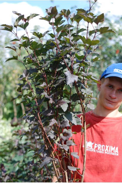 Пухироплідник калинолистий Діаболо доступний у садовому центрі в контейнерах.