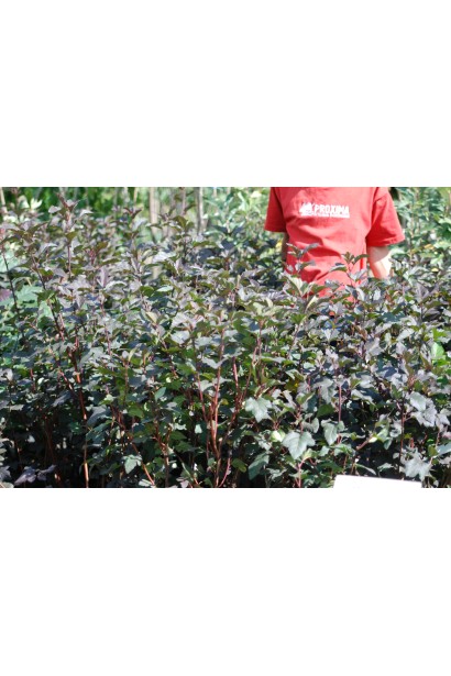 Темно-бордове листя Діаболо створює виразний контраст в ландшафті.