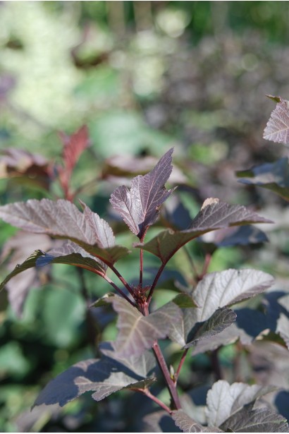 Пухироплідник калинолистий Діаболо ®