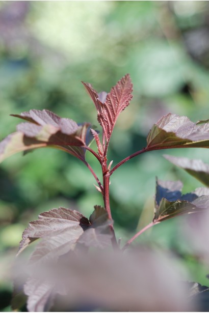 Пухироплідник калинолистий Діаболо ®