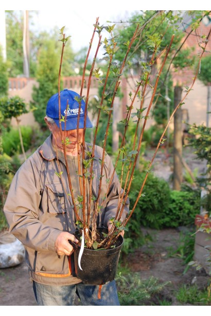 Пухироплідник калинолистий Діаболо ®