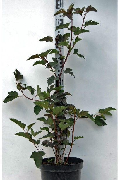 Компактний кущ Діаболо з контейнера легко висаджується у ґрунт.