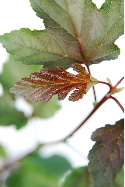 Physocarpus opulifolius Diabоlo ®
